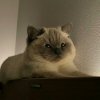 avatar-img
