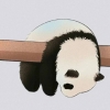 avatar-img