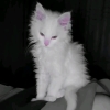 avatar-img