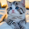 avatar-img