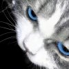 avatar-img