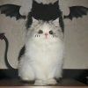 avatar-img