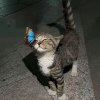 avatar-img