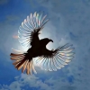 avatar-img