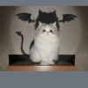 avatar-img