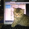 avatar-img