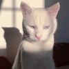 avatar-img