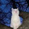 avatar-img