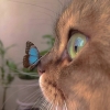 avatar-img