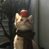 avatar-img