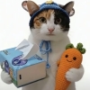 avatar-img