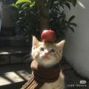 avatar-img