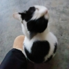 avatar-img