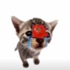 avatar-img