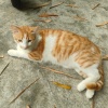 avatar-img