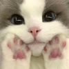 avatar-img
