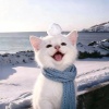 avatar-img