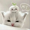 avatar-img