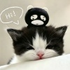 avatar-img