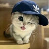avatar-img