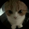 avatar-img