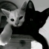 avatar-img