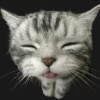 avatar-img