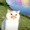 avatar-img