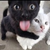 avatar-img